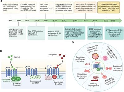 Current progress and prospects for G protein-coupled estrogen receptor in triple-negative breast cancer